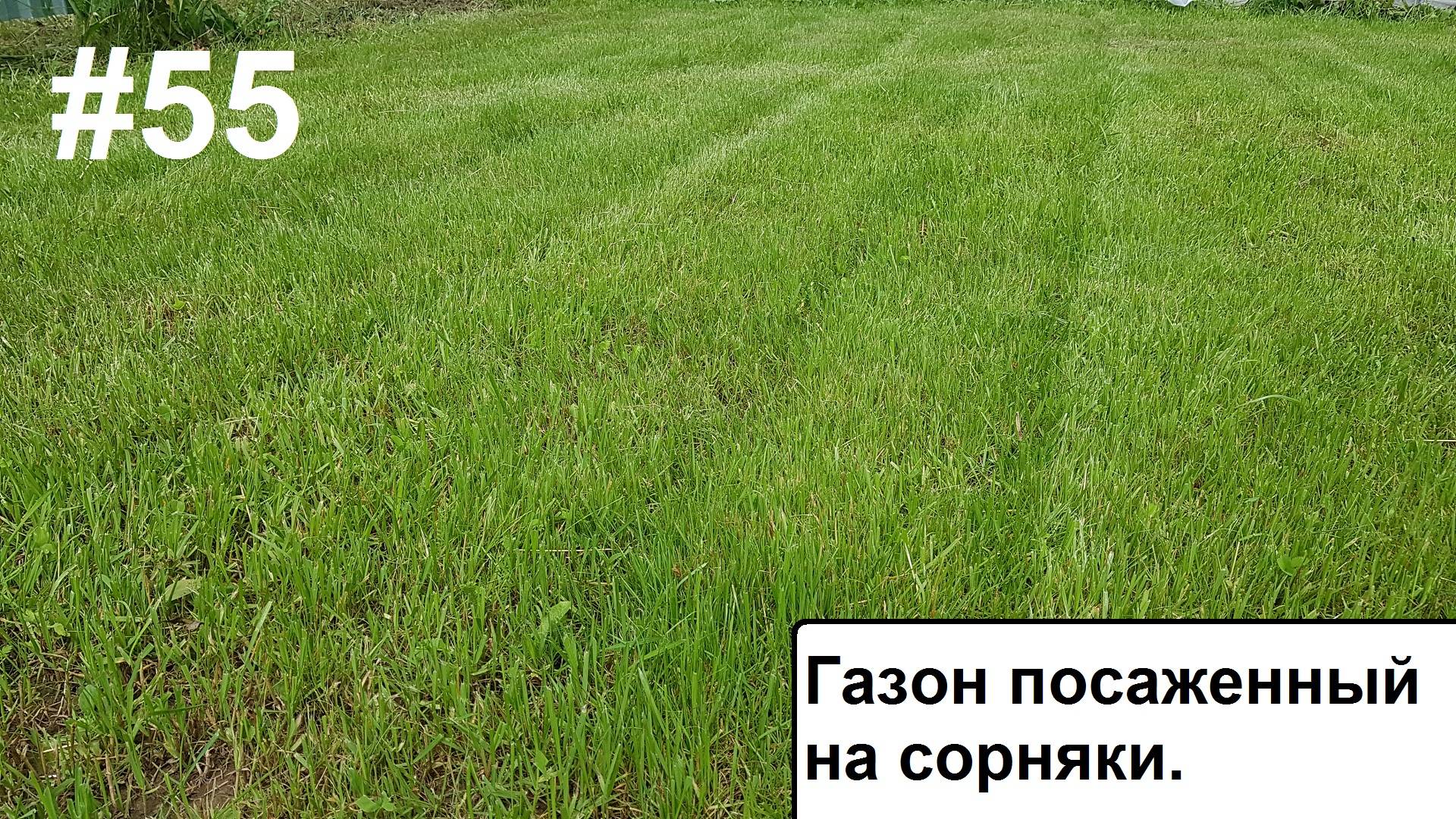 Газон на сорянки 2. смотреть онлайн