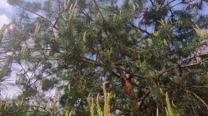 Сосны / Футаж