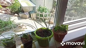 Обзор комнатных цветов