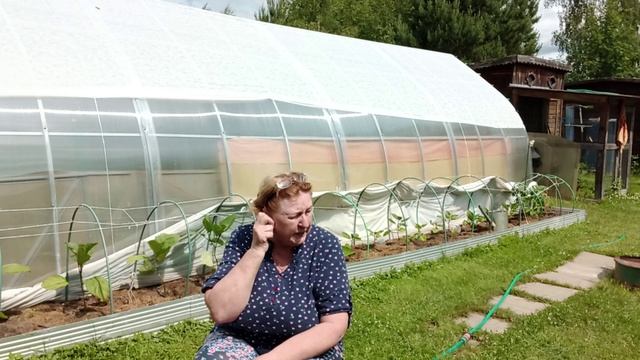 Как я выращиваю баклажаны в открытом грунте смотреть онлайн