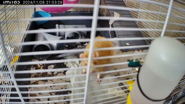 Это птица? Это самолет? Это клавиатура лежит на клетке