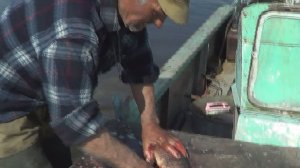 КАК СДЕЛАТЬ ПОЛУФАБРИКАТ ИЗ ЗОЛОТОГО КАРАСЯ