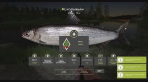 Сиг Пыжьян на донку, река Белая,  выполнение юбилейного задания, игра Русская рыбалка 4