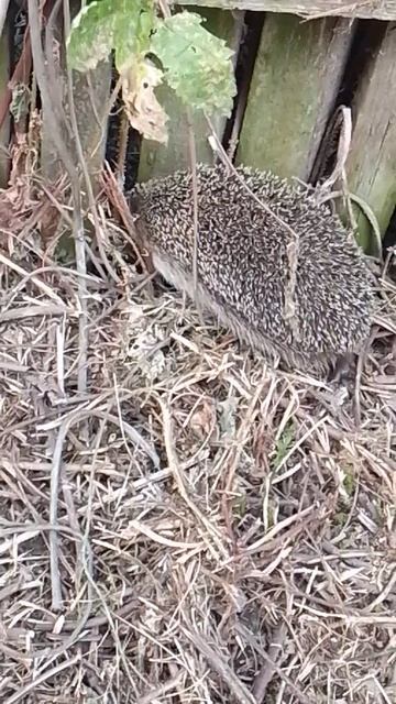 hedgehog смотреть онлайн