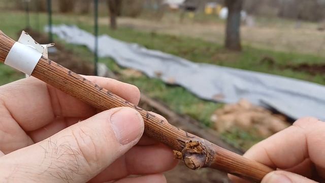 НЕ покупайте такие саженцы!!! Мой опыт. Ч 1.