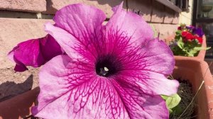 Петунья цветущая / Футаж