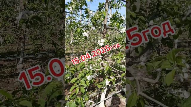 Интенсивный сад 2025год. Цветение