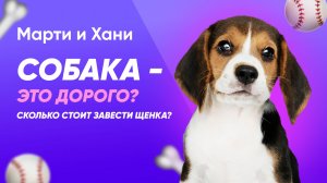 СКОЛЬКО СТОИТ ЗАВЕСТИ ЩЕНКИ? / СЧИТАЕМ ВСЕ РАСХОДЫ НА СОДЕРЖАНИЕ / СОБАКА - ЭТО ДОРОГО?