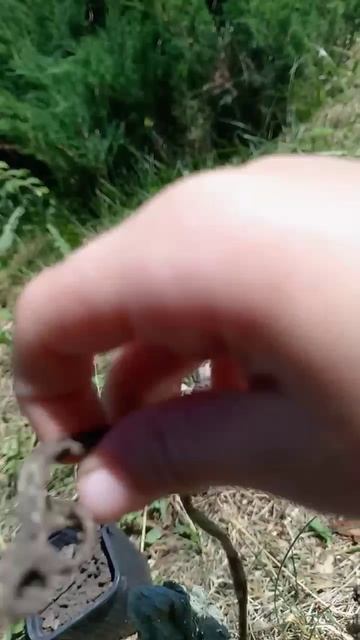 мой лопух завял😭😭😭 смотреть онлайн