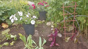 Базелла Заморский гость гибнет, чем помочь