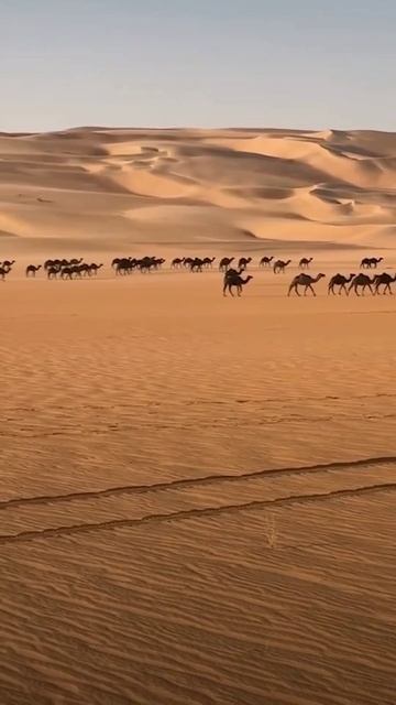 Desert Live 🏜 смотреть онлайн