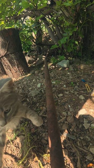 котики Милота смотреть онлайн