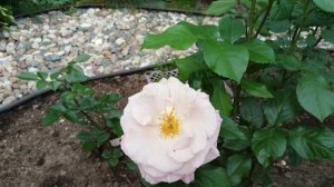 За пятнадцать минут до грозы 🐈⬛🌹🐈