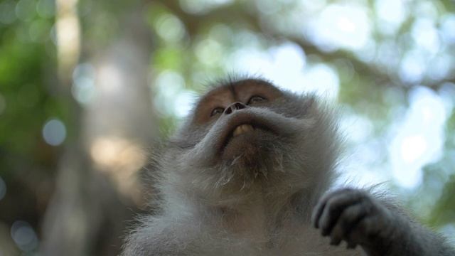 Задумчивый макак 1000011872.mp4 смотреть онлайн