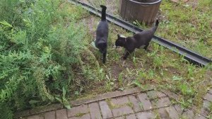 Охотник на удачу: Кот поймал птицу и никому не отдаёт! 🐱🦜