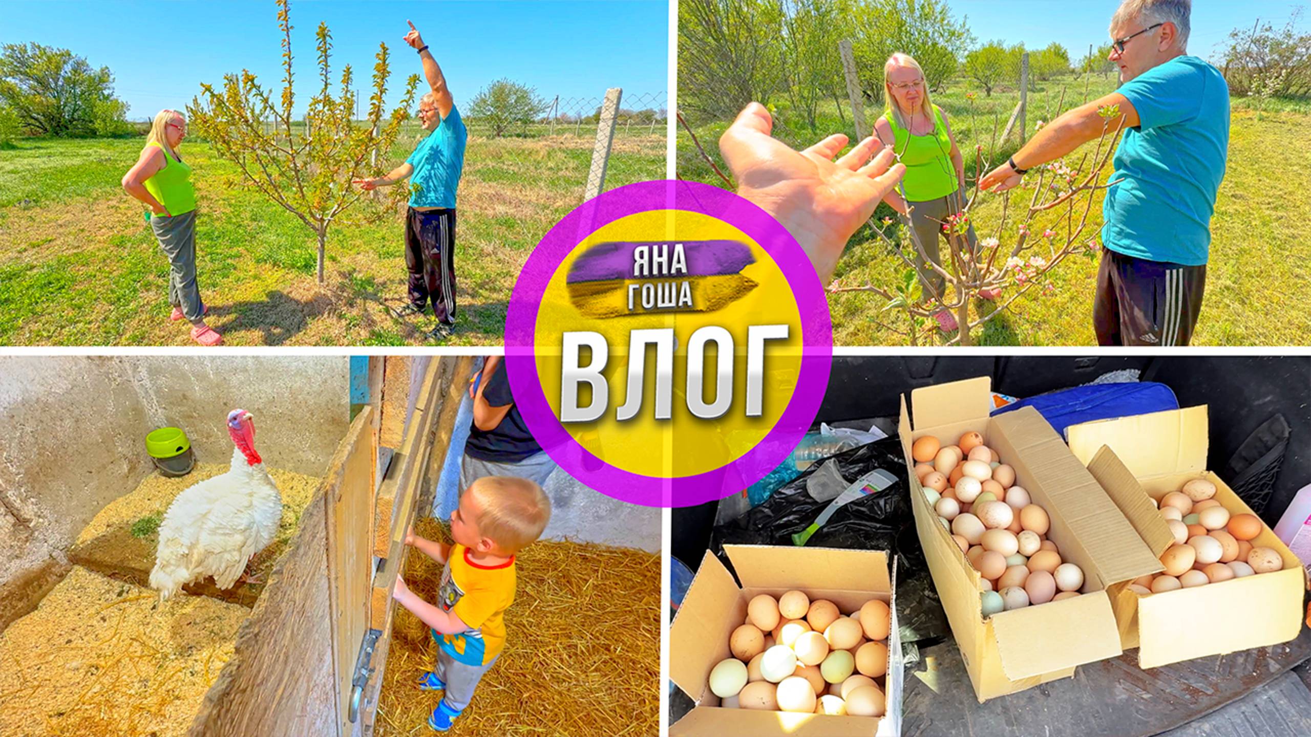 Почти поругались! Эксперт попытался научить Яну как ухаживать за садом. Обрезка деревьев. 367 яиц смотреть онлайн