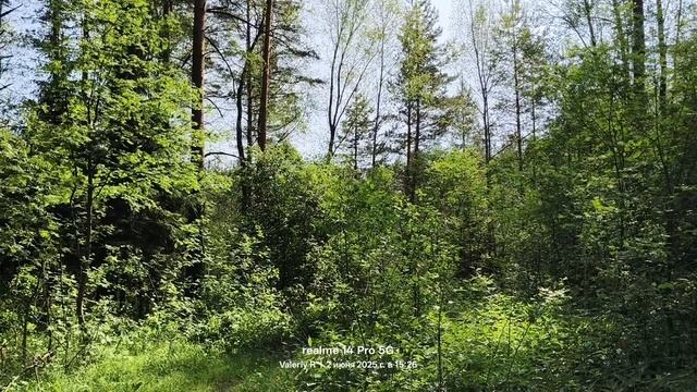 Подмосковный лес, июнь 02.06.2025 смотреть онлайн