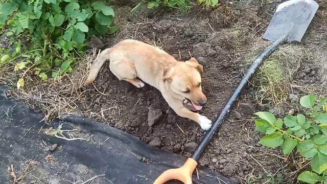 9,10 июня 2025г. Доделала курятник смотреть онлайн