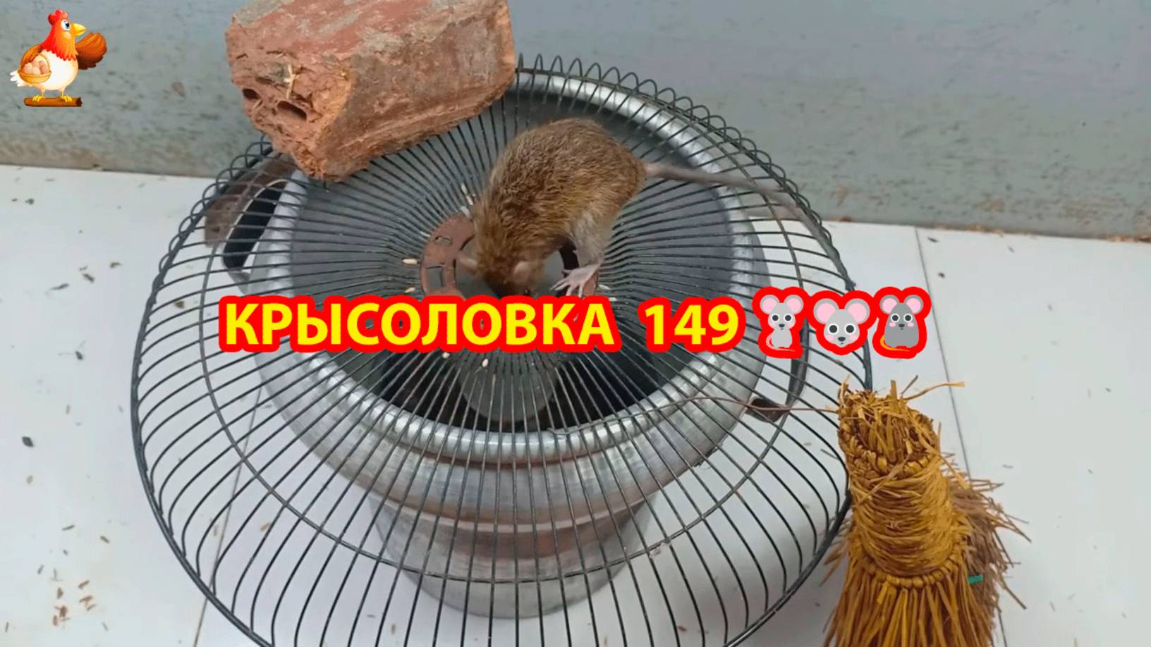 Крысоловка вариант (149) 🐀 Как сделать крысоловку своими руками и поймать кучу крыс 🐀🐁🐀 смотреть онлайн