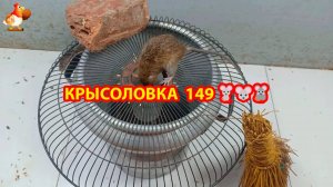 Крысоловка вариант (149) 🐀 Как сделать крысоловку своими руками и поймать кучу крыс 🐀🐁🐀
