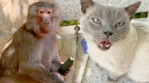 Кто ПОТЕРЯЛ БАСИКА? Ритка вернула власть? Елисей подкаблучник, а у анубисов наоборот - жесткий самец