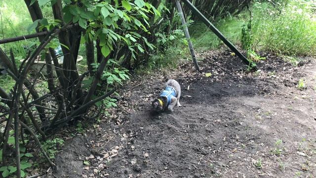 Зацвела турецкая гвоздика, аквилегия и пионы. Гуляем с кошкой в лесу смотреть онлайн