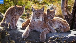 Вот так Рысь воспитывает своих Рысят!