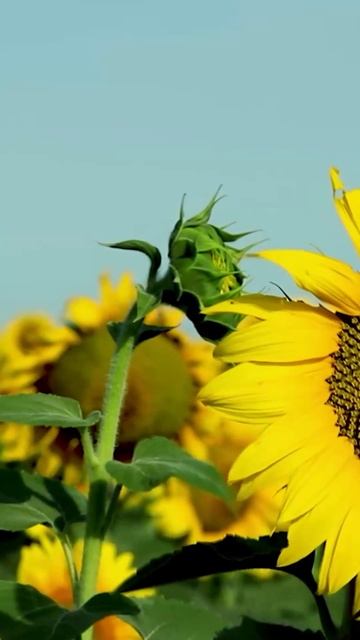 Поле подсолнухов
Музыка Somewhere Only We Know (feat. Rhianne)