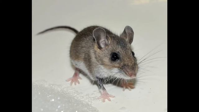 Что делать. Антон Чехов. смотреть онлайн