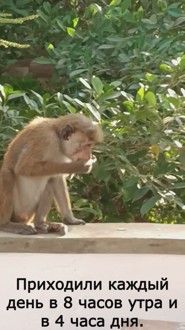 Обезьяны воришки , павлины и белочка. Шри Ланка. Мирисса