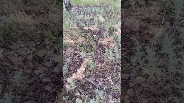 грибочки//поганки//