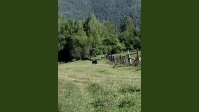 Медведь в Республике Алтай смотреть онлайн