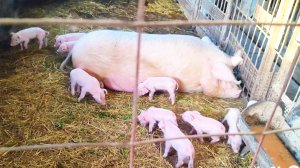 Поросята, Жизнь за городом