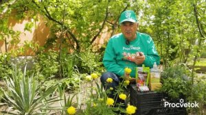 ТЛЯ ОСЫПАЕТСЯ ДОЖДЁМ ПОСЛЕ ЭТОГО НАРОДНОГО СРЕДСТВА! 7 эффективных домашних средств от тли