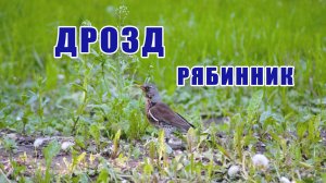 Дрозд Рябинник. Птицы России. Дроздовые. Наблюдаем за птицами. Орнитология.