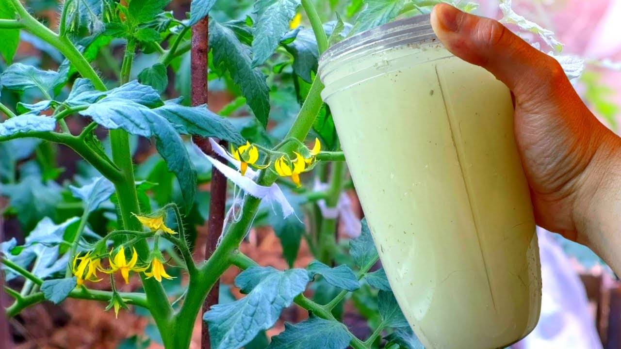 Как всего одна подкормка в июне сделает ваши томаты плодовитыми и избавит от фитофторы!