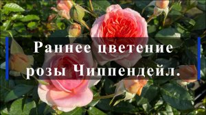 Раннее цветение розы Чиппендейл.