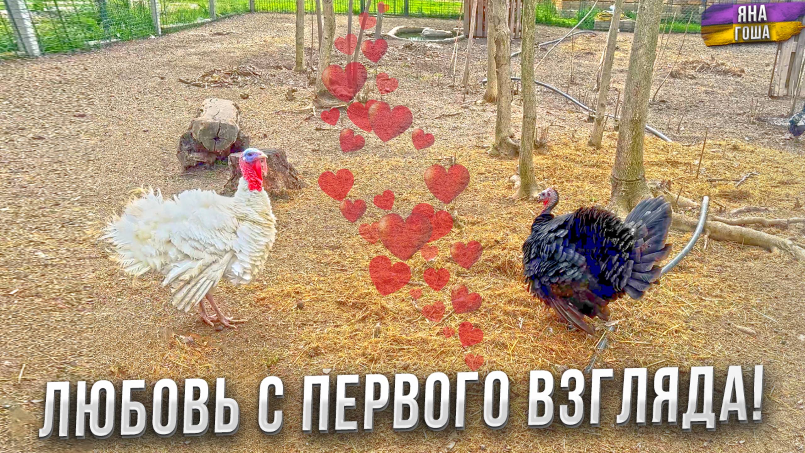 Выпустила индюка на свободу и тут началось такое... Полный обзор птичьего двора Яны: курицы и индюки смотреть онлайн