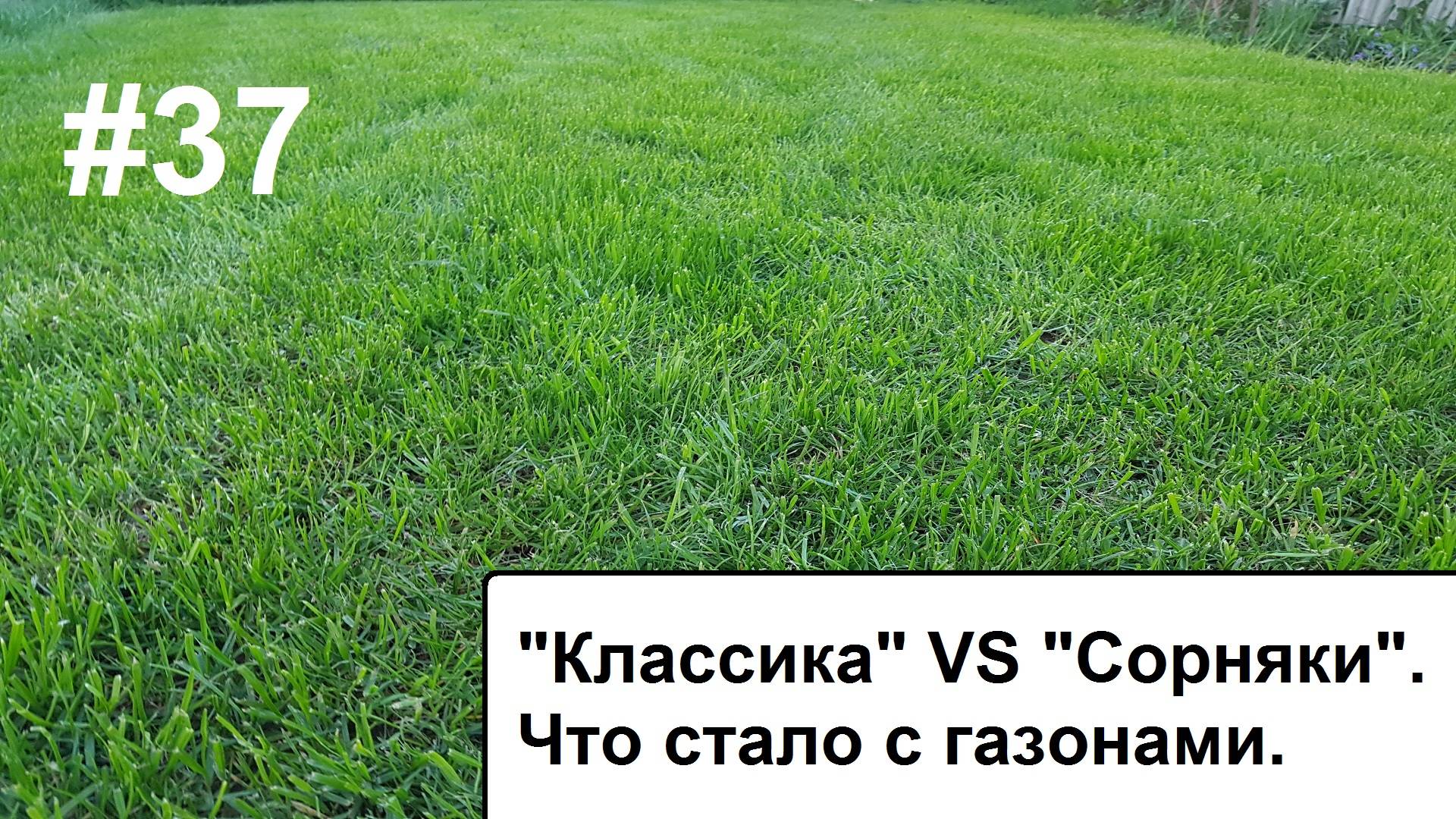 Что стало с газонами. смотреть онлайн