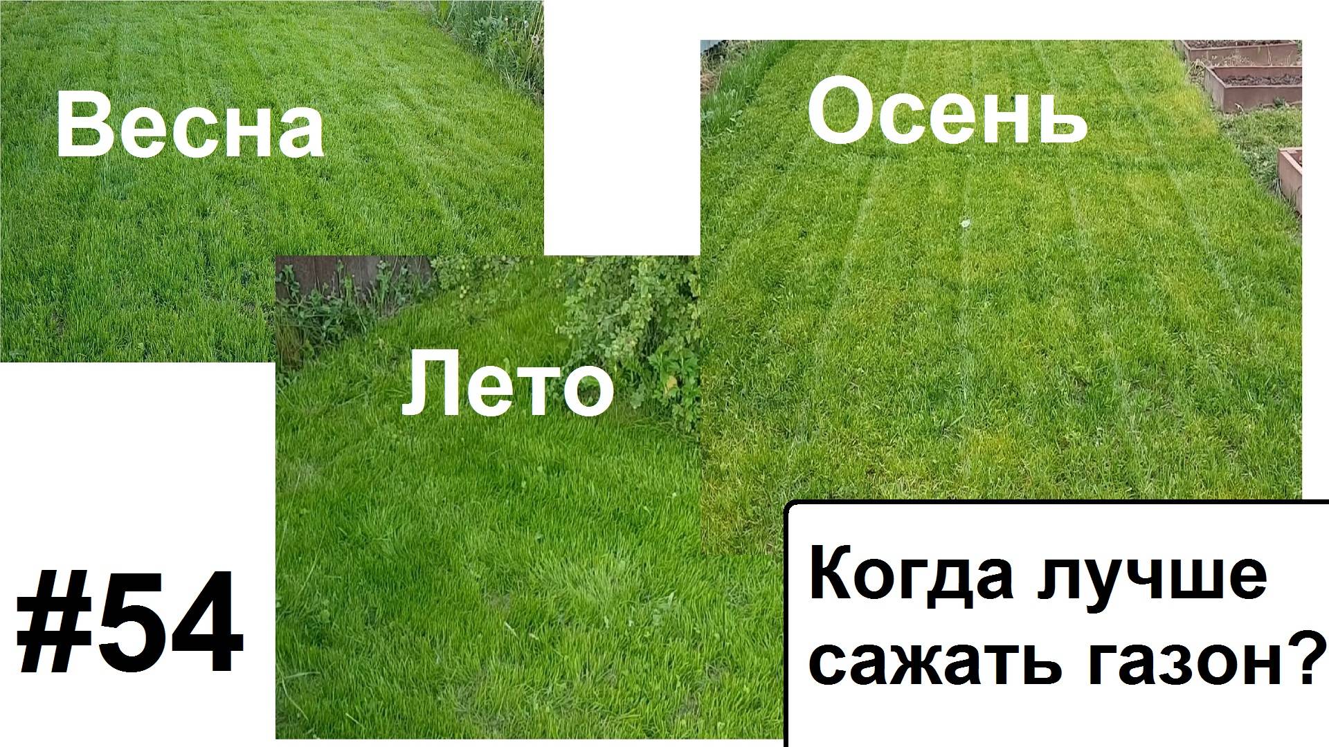 Когда сажать газон. смотреть онлайн