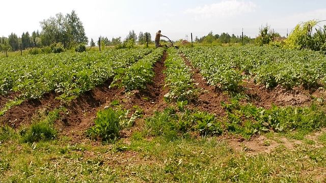 Окучивание картошки мотоблоком Кутаиси