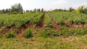 Окучивание картошки мотоблоком Кутаиси
