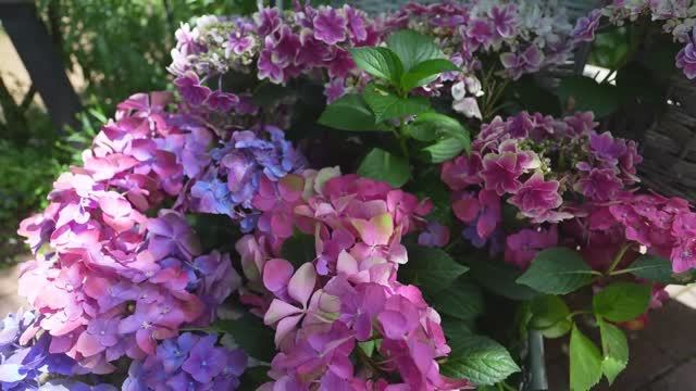 САДЫ ЯПОНИИ. ФЕСТИВАЛЬ УДИВИТЕЛЬНЫХ ГОРТЕНЗИЙ В АНГЛИЙСКОМ САДУ ИОКОГАМЫ смотреть онлайн