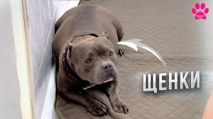 Ждем ЛЕГЕНДАРНЫХ щенков! Почему эти щенки так важны для нас? Какие Американские Булли нам нравятся?