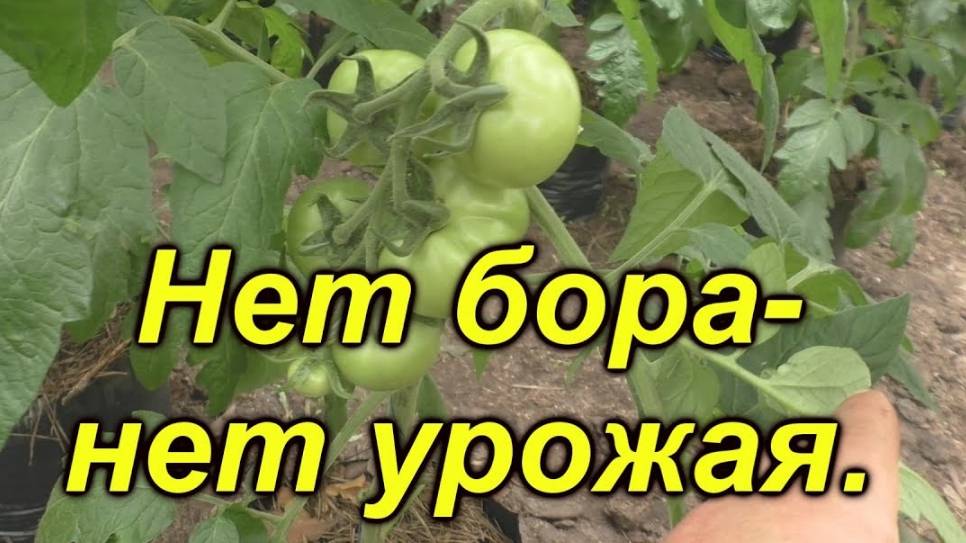 Обязательная обработка томатов бором, как сохранить завязи и повысить урожайность