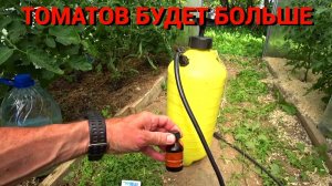 ПОДКОРМКА ПРИ ЦВЕТЕНИИ ТОМАТОВ. ПЛОДОВ БУДЕТ БОЛЬШЕ. Важные моменты.