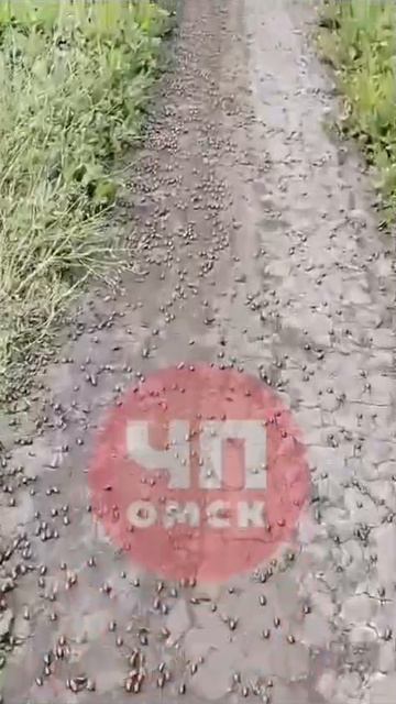 Нашествие колорадского жука в Омске😱 смотреть онлайн