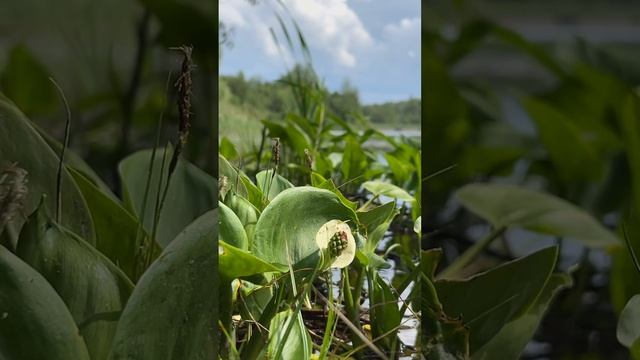 Тестирую DJI osmo mobile 7p