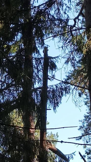 Дятел в лесу