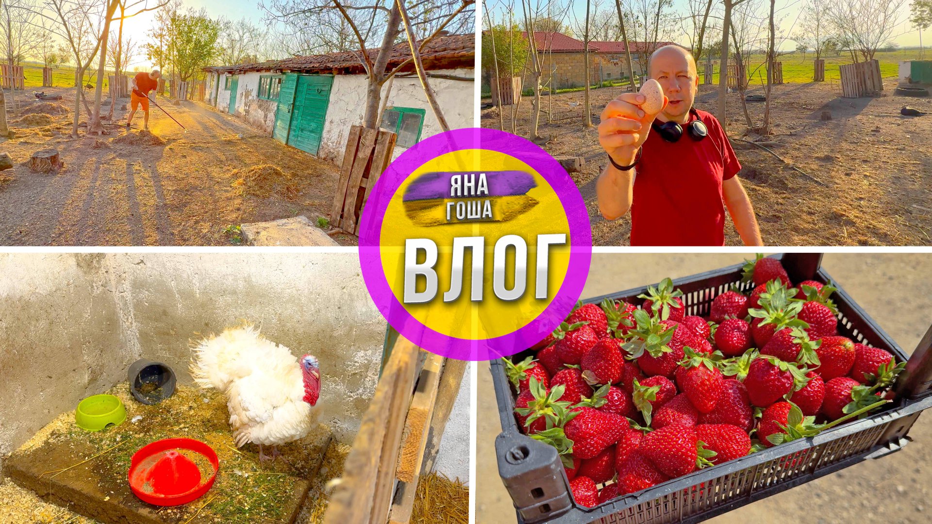 Жизнь в деревне. Навел порядок на ферме. Что с новым индюком? Почем клубника в Крыму? смотреть онлайн